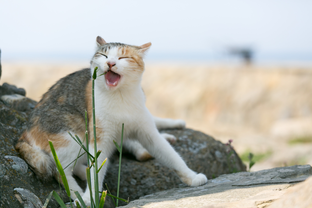 にゃは