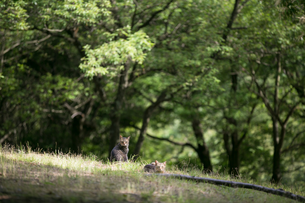 Neko no Mori