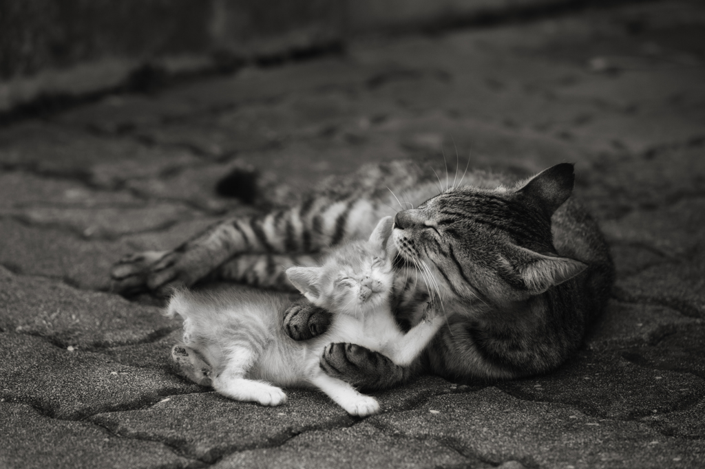 仔猫