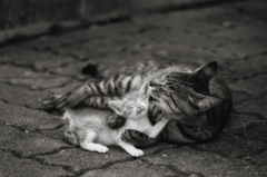 仔猫