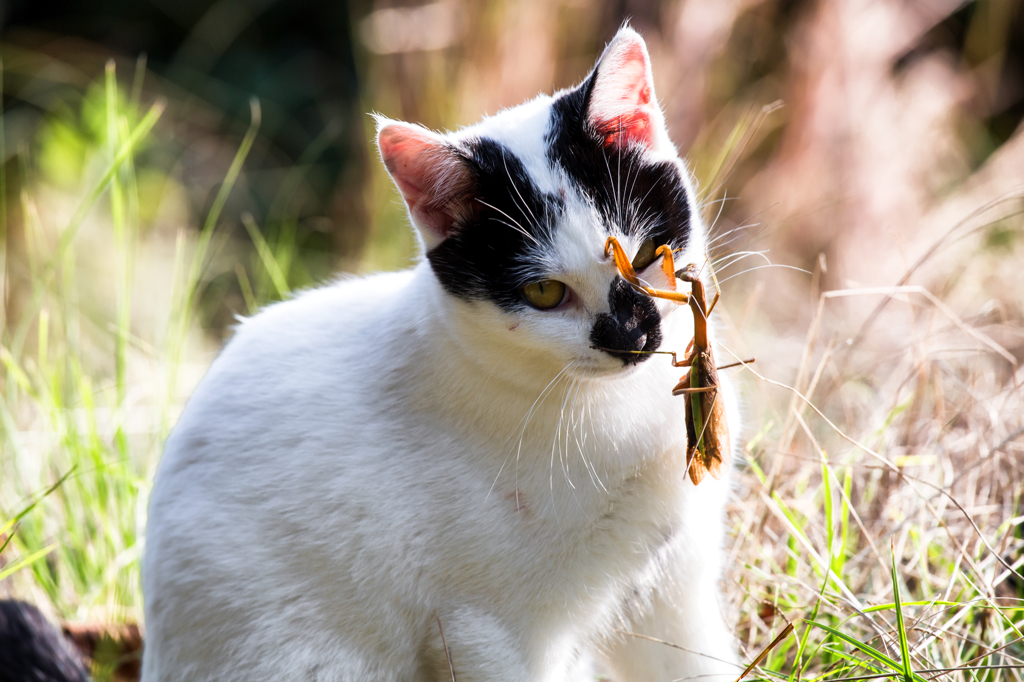 カマキリの逆襲