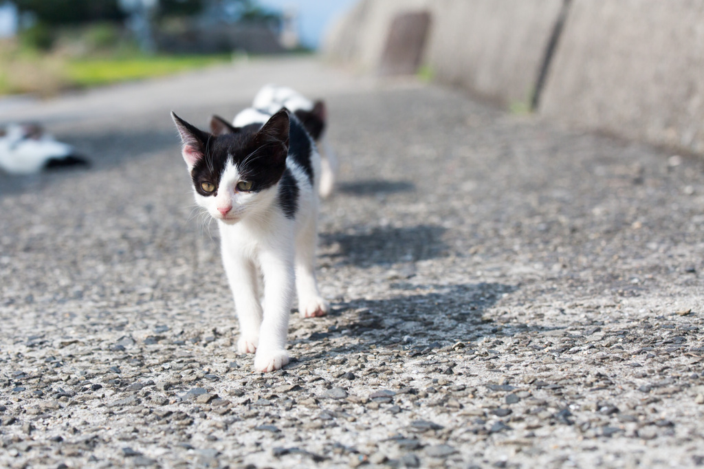 こねこねこねこ（副題：こねこでんしゃ）