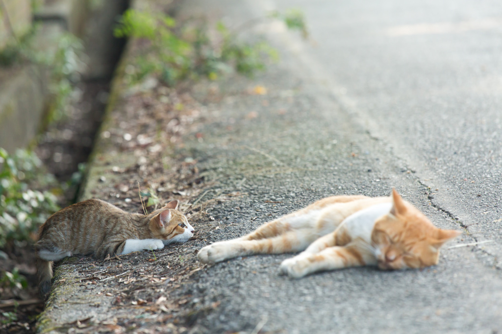 開けぇ～ごま、動けぇ～しっぽ♪