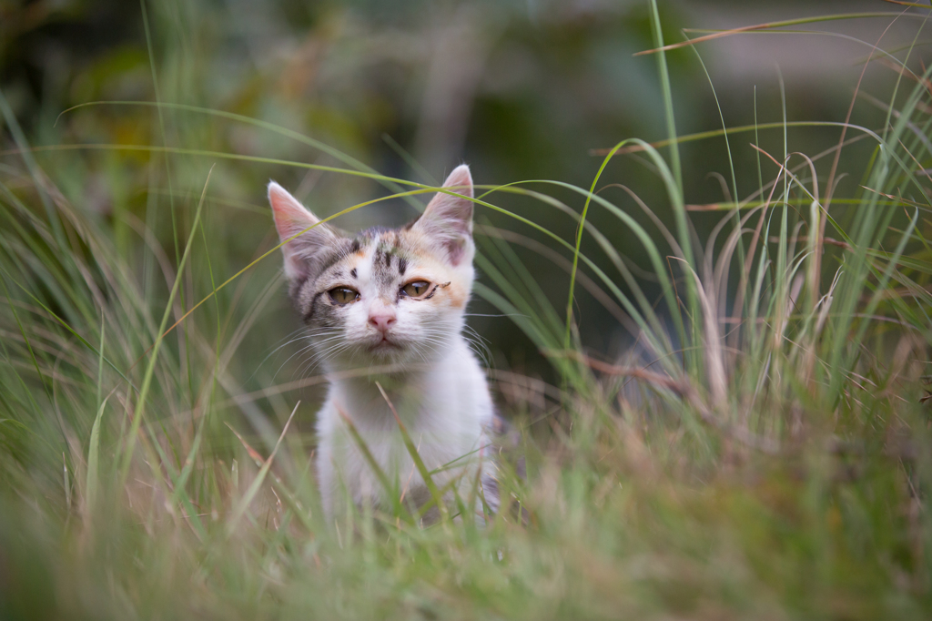 こねこのきもち