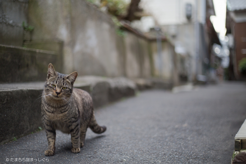 路地猫１