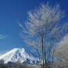 忍野の朝３