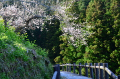 広橋梅林