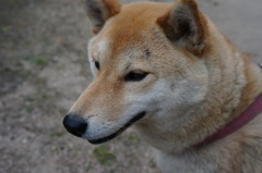 きつね