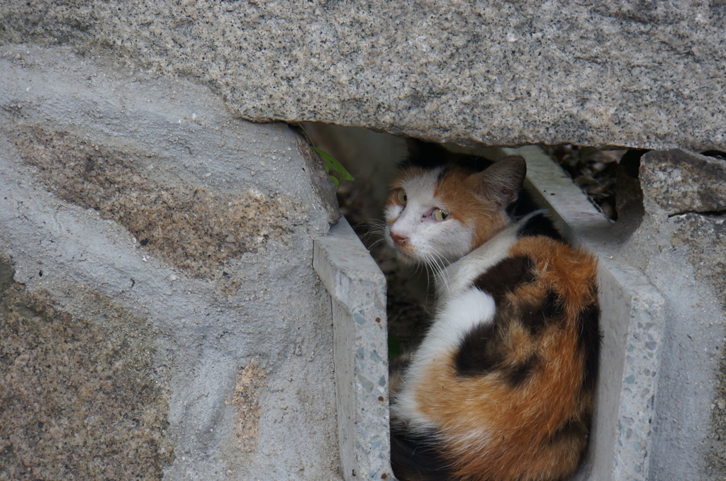尾道猫２