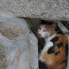 尾道猫２
