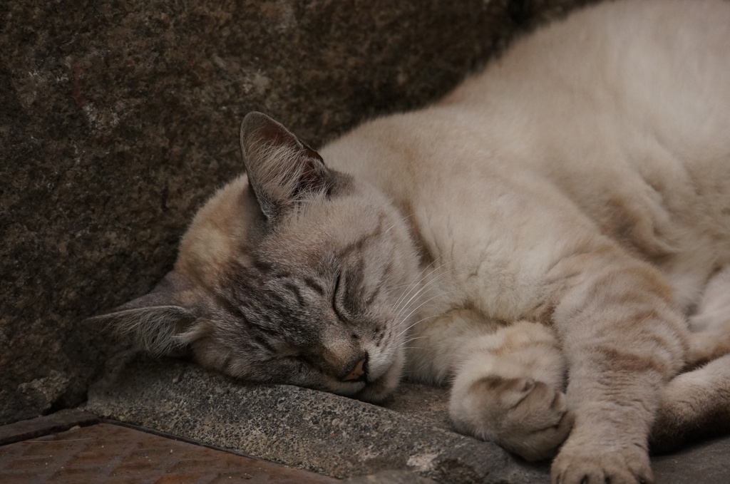 尾道猫３