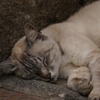 尾道猫３