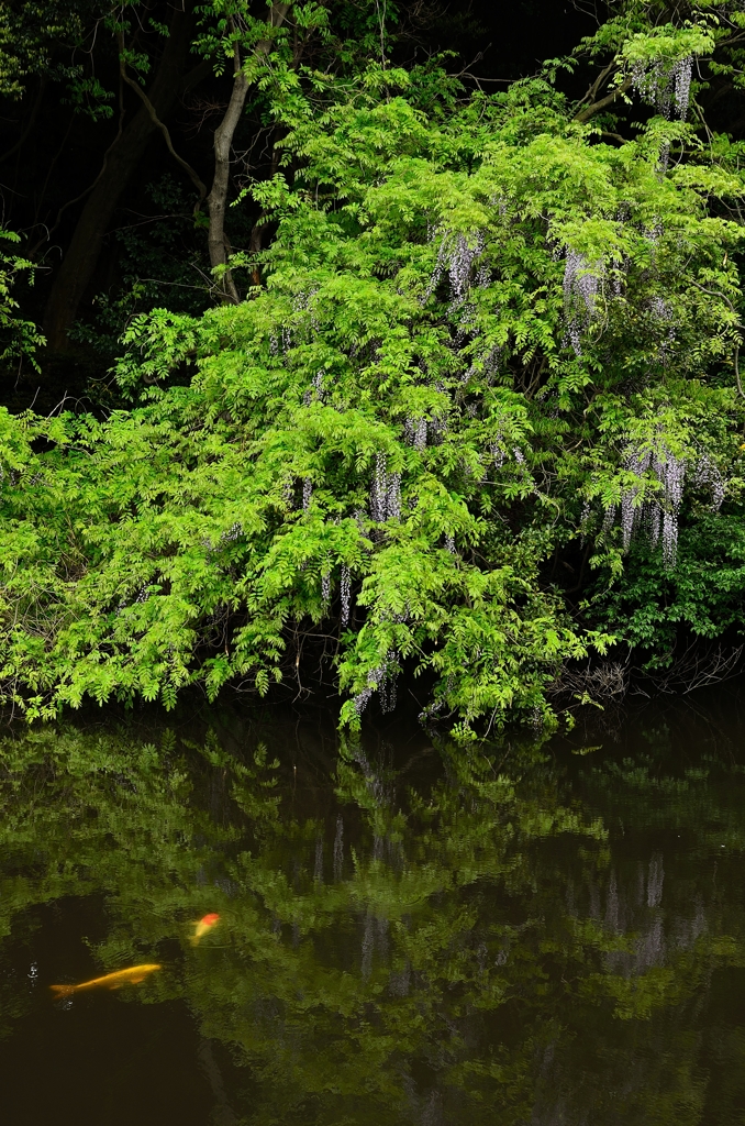 水辺に咲く