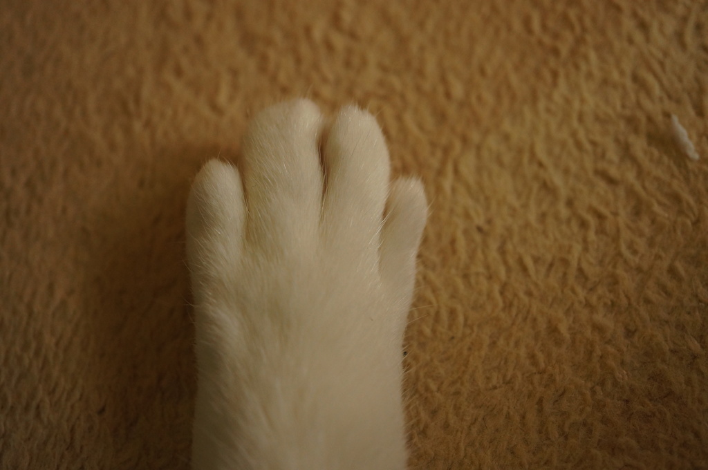 て
