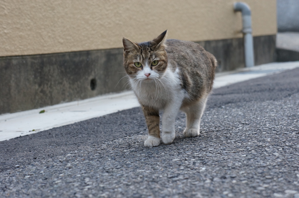 ギロッ