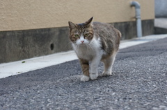 ギロッ
