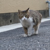 ギロッ