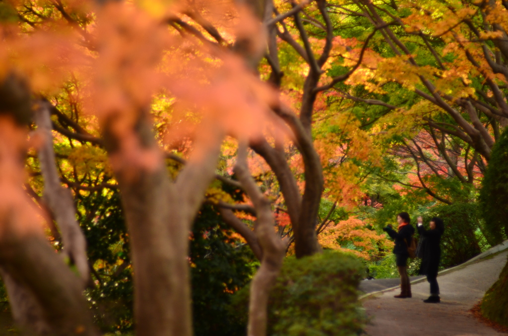 紅葉狩り