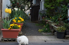 路地猫