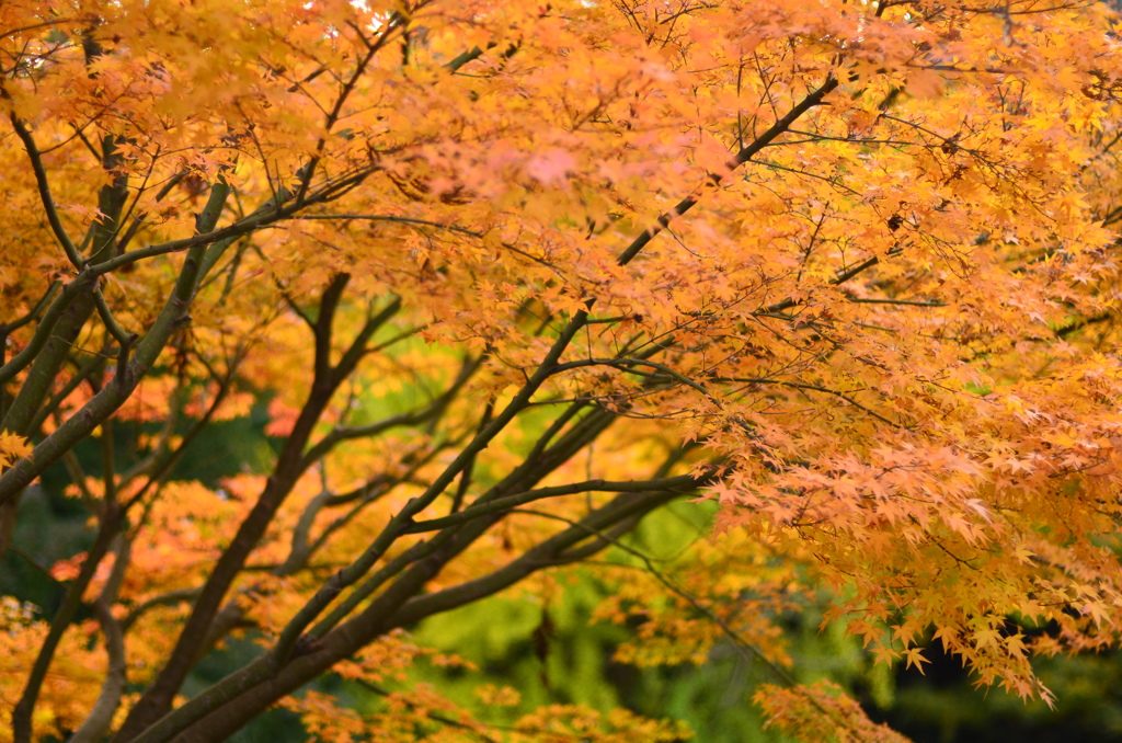 紅葉日和