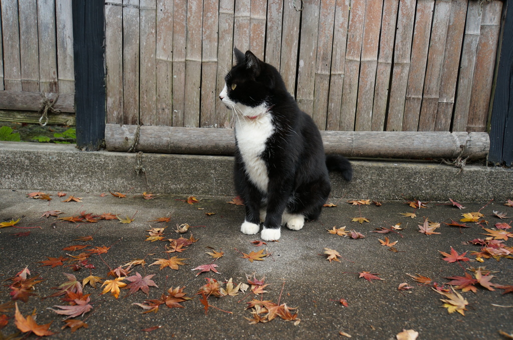猫と落ち葉