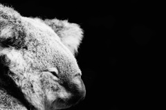 KOALA2