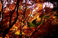 秋の彩