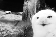 ひょっこり