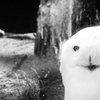 ひょっこり