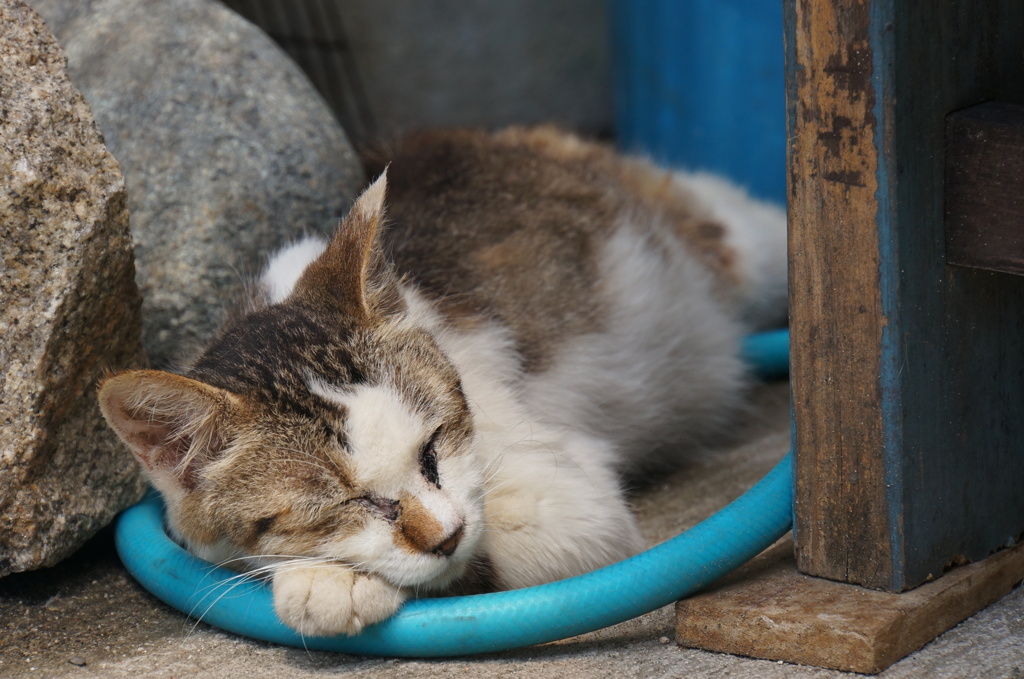 尾道猫１
