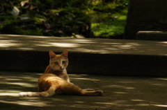 シャッターチャンス