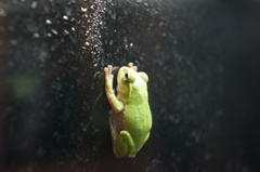 ぺたり