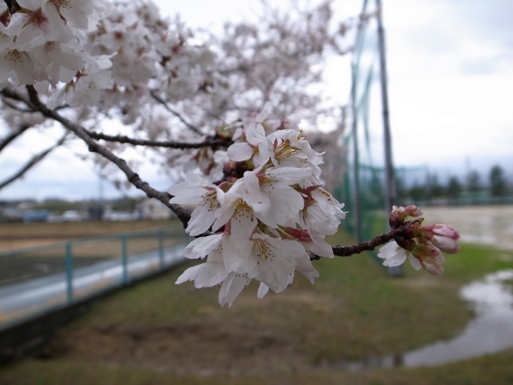 花見（雨）