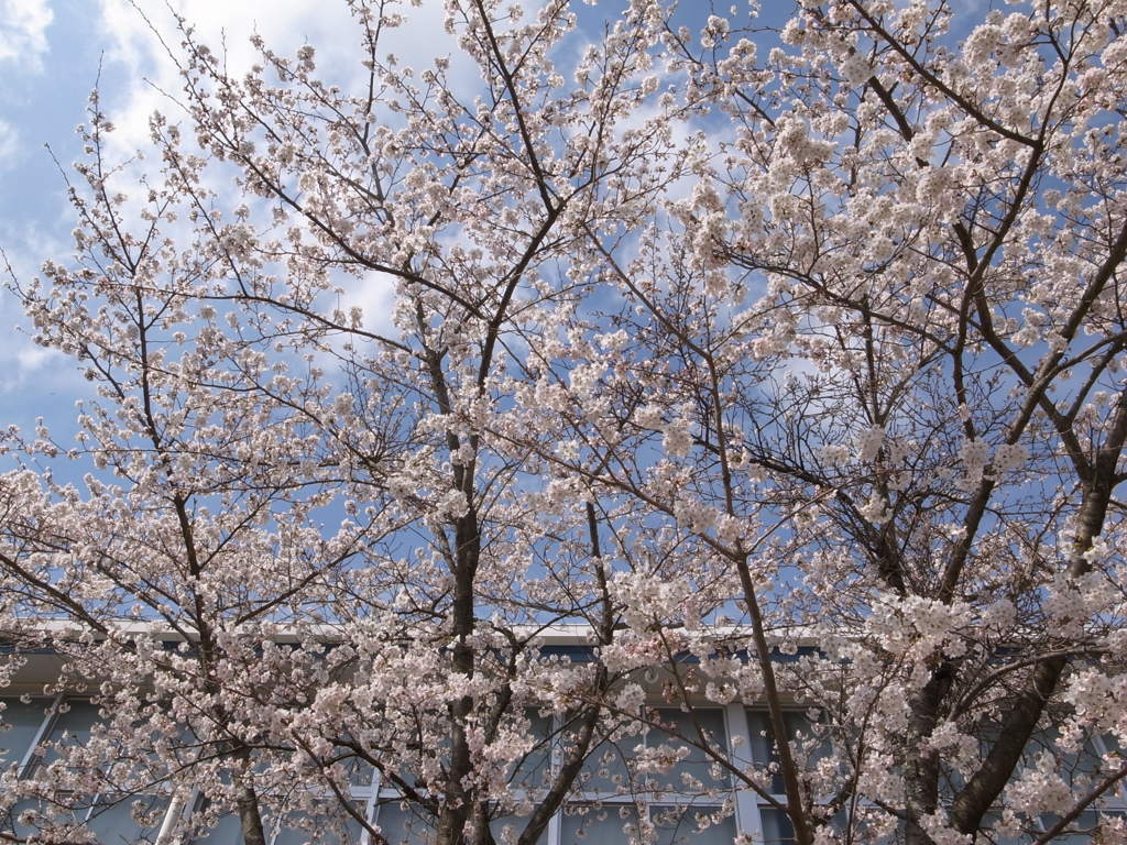 花見（晴）