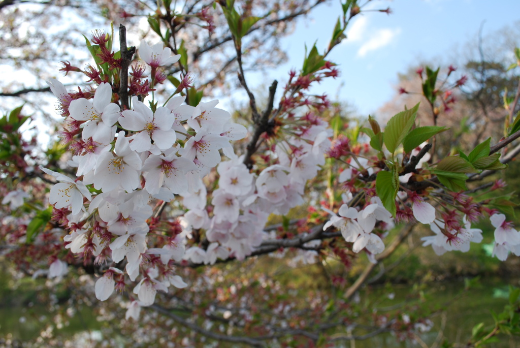 桜