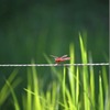 赤とんぼと夏草