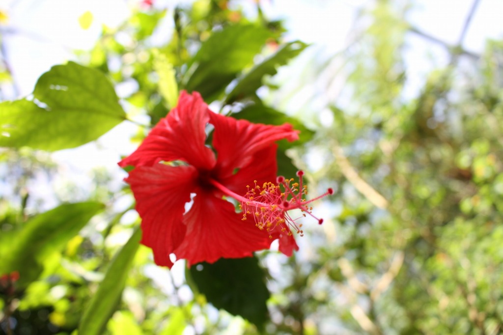 花の中心にピントを。。これで正解ですか？？