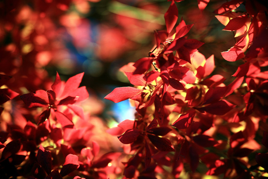 RED紅葉妙義山にて