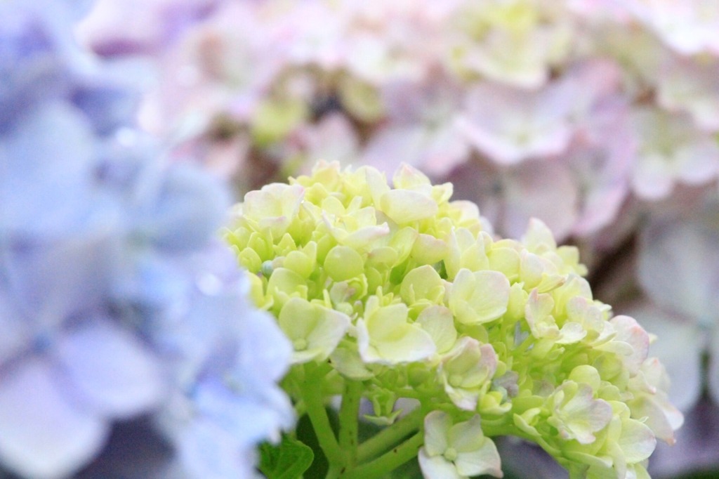 雨の紫陽花。