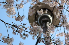 20120408桜 053
