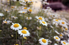 20120527 109 a