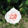 20120521 中之島公園