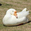 ガチョウ