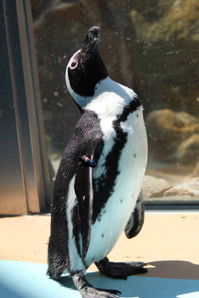 ペンギン王国の前のペンギン