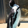 ペンギン王国の前のペンギン