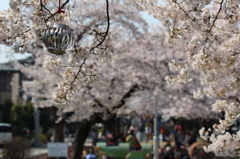 20120408桜 010