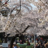 20120408桜 010