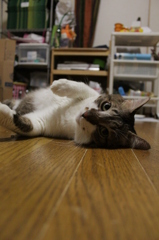 びびちゃん