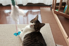 猫のちょん