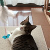 猫のちょん